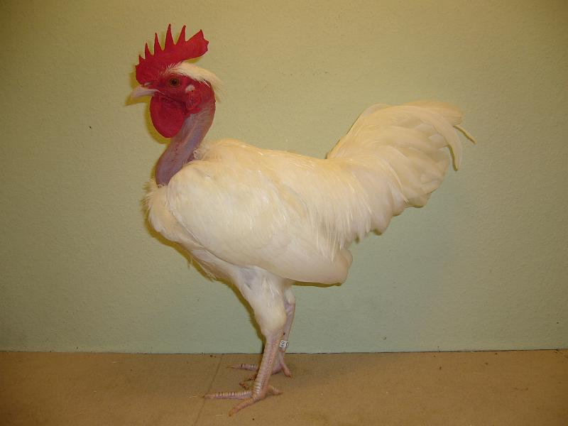 Munster 2009 261.jpg - Zwerg Nackthalshühner weiss von Thomas Müller